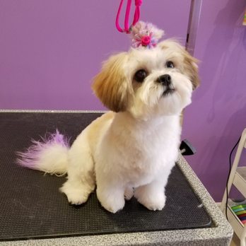 Tracey's Pet Styling - #teddybear zulie - Pet Groomers Near Me - Bronx, New York Tracey's Pet Styling - #teddybear zulie - Pet Groomers Near Me - Bronx, New York