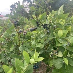 Ripe on the vine! Picking season is April and May! Ripe on the vine! Picking season is April and May!