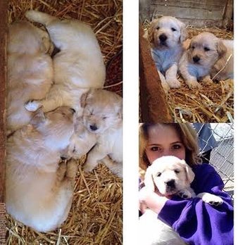 Gap View Ranch and Kennel - The lil' lil' pups - Pet Breeders Near Me - Broadway, Virginia Gap View Ranch and Kennel - The lil' lil' pups - Pet Breeders Near Me - Broadway, Virginia
