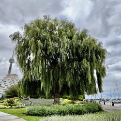 Toronto Music Garden - Massive weeping willow