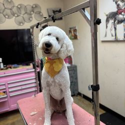Bare Bones Dog Wash
