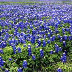 Charles E Carter, DDS - Texas Bluebonnets