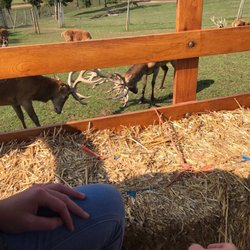 Red Deer Farm Rolling Hills - Safe distance to observe natural behaviors