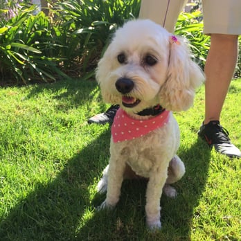 Ann's Pet Grooming - Pet Groomers Near Me - Brea, California Ann's Pet Grooming - Pet Groomers Near Me - Brea, California