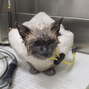 A Cut Above - Cat hair cuts, baths, nails, and boarding. - Pet Groomers Near Me - Paso Robles, California