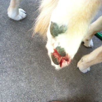 A1 Laundromutt - Ouch :( - Pet Groomers Near Me - Santa Barbara, California