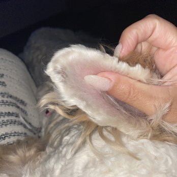 Green Paws Pet Market - Pet Groomers Near Me - Plantation, Florida