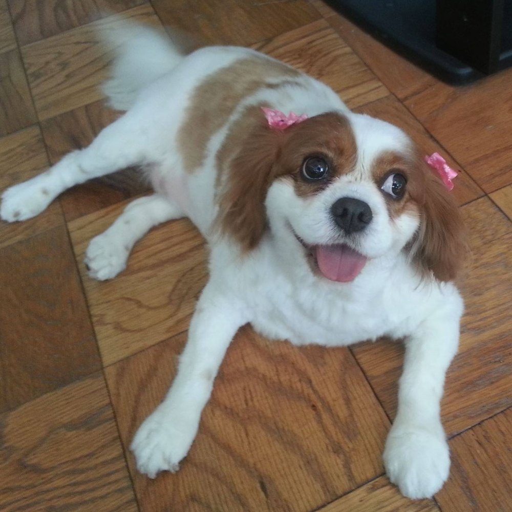PetSmart - This is Coco in all her cuteness after her previous grooming,
NOT done at PetSmart! - Pet Stores Near Me - North Bergen, New Jersey PetSmart - This is Coco in all her cuteness after her previous grooming,
NOT done at PetSmart! - Pet Stores Near Me - North Bergen, New Jersey