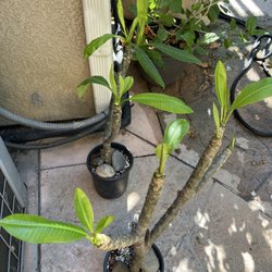 Rooted plumeria i got then i repotted it.