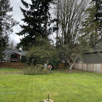 Timber Tigers NW - Apple tree #3 & #4 - Tree Services Near Me - Everett, Washington