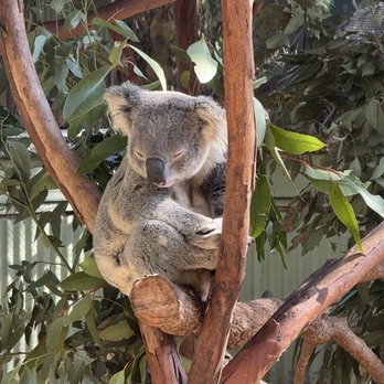 Featherdale Wildlife Park - Parks Near Me - Doonside, NSW Featherdale Wildlife Park - Parks Near Me - Doonside, NSW