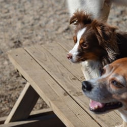 Homer's Run - Boomer & Willow at Homer's Run, chilling on the picnic table.