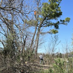 Branch Out Tree Service - First of 9(!) trees on the ground
