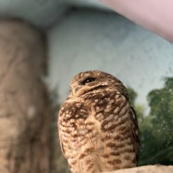 Owl