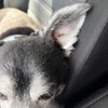 Q d Doggie gift card