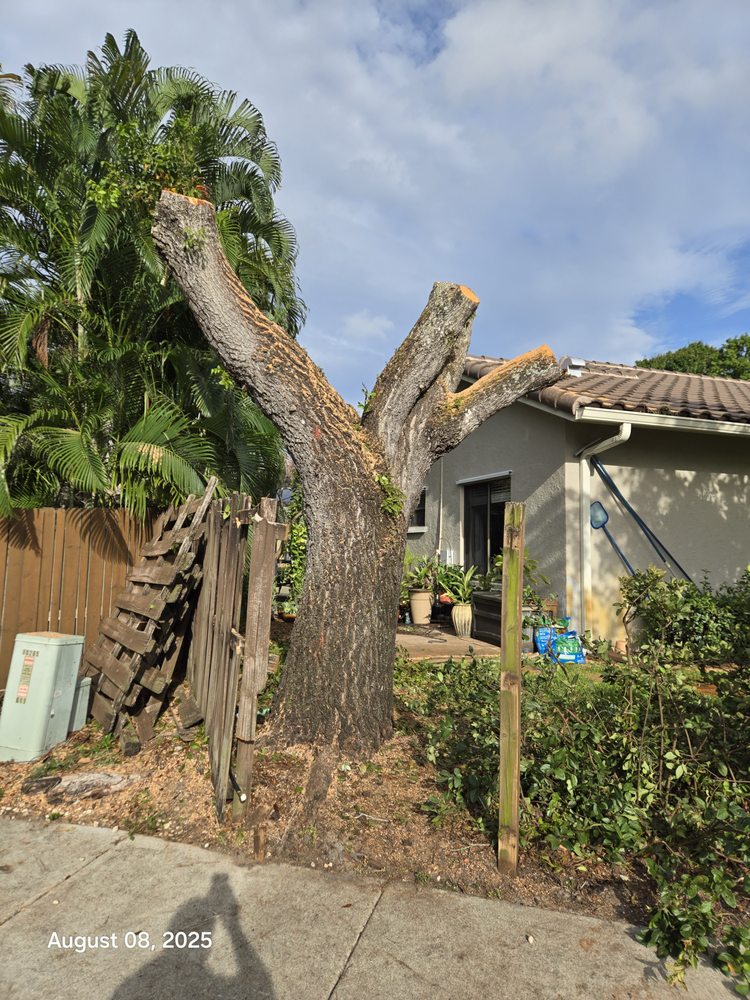Adorno Landscaping - tree service in Miramar, FL
