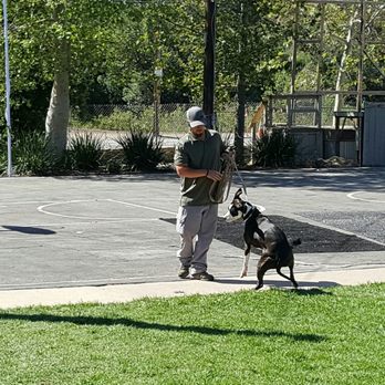 Natural Solutions - Rattlesnake Aversion Training for Dogs - Sammy getting buzzed to teach her to stay away from Rattlesnakes at the Rattlesnake Aversion Training class - Pet Training Near Me - Silverado, California