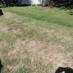 This is what truegreen did to my yard after they sprayed. This is what truegreen did to my yard after they sprayed.
