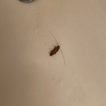 Turtle Bay Beach - Cockroaches - Beaches Near Me - Kahuku, Hawaii