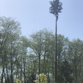 Kenny Tree - Tree Services Near Me - Snohomish, Washington Kenny Tree - Tree Services Near Me - Snohomish, Washington