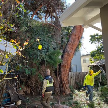 JC Tree Experts - Tree Services Near Me JC Tree Experts - Tree Services Near Me