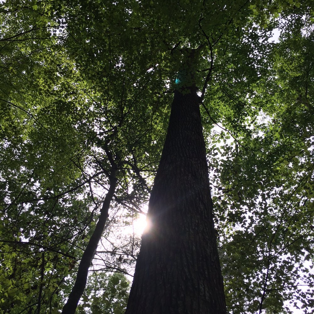 William B Umstead State Park - Big ole tree - Hiking Near Me - Raleigh, North Carolina William B Umstead State Park - Big ole tree - Hiking Near Me - Raleigh, North Carolina