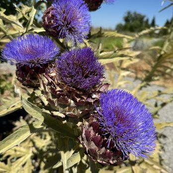 Park Winters Flower Farm - Pick Your Own Farms Near Me - Winters, California