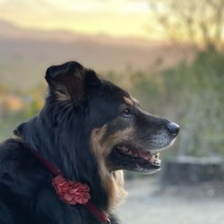 Park Animal Hospital - Roxy Brown, forever thank you to Dr. Sara