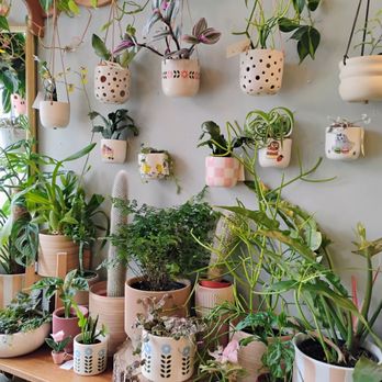 Plant & Curio - Inside the store - Nurseries & Gardening Near Me - Ottawa, Ontario Plant & Curio - Inside the store - Nurseries & Gardening Near Me - Ottawa, Ontario