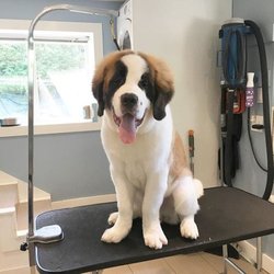 Tidy Tails Dog Grooming - A fluffy Saint Bernard pup at Tidy Tails Dog Grooming near Cadboro Bay in Victoria, BC!#deshed