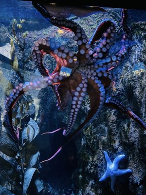 Omaha's Henry Doorly Zoo and Aquarium by null