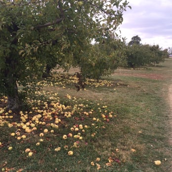 Stuckey Farm Orchard and Cider Mill - Apples on the ground everywhere - Farmers Market Near Me - Sheridan, Indiana