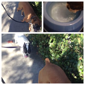 Sitter4Paws - Dog Walkers Near Me