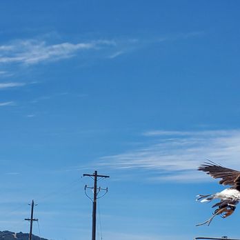 Raptor Events - Luna the hawk (Alameda County Fair, Pleasanton) - Party & Event Planning Near Me