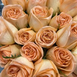 Costco Wholesale - Two dozen roses (under $20) in Costco - absolutely stunning