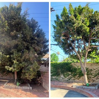 Shepherd's Tree Care - Tree Services Near Me - San Dimas, California Shepherd's Tree Care - Tree Services Near Me - San Dimas, California