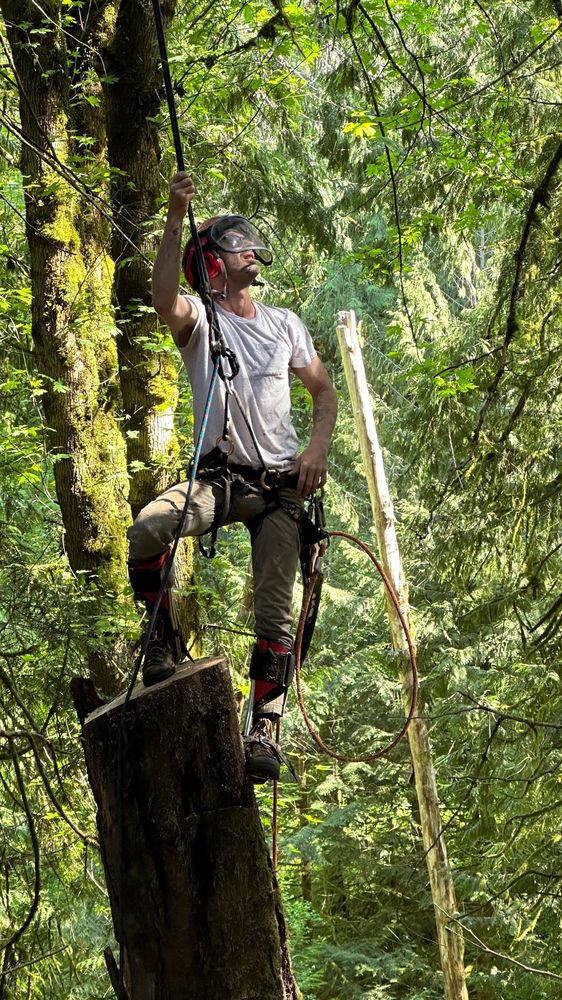 Mossy Tree Care - tree service in Portland, OR