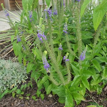 Sugar's Crab Shack - Plants - Seafood Near Me - Richmond, Virginia