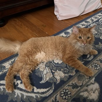 Fur Town Pet Spa- Arcadia - Cat's summer cut! - Pet Groomers Near Me - Arcadia, California