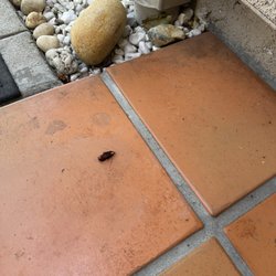 Pest Protection Services