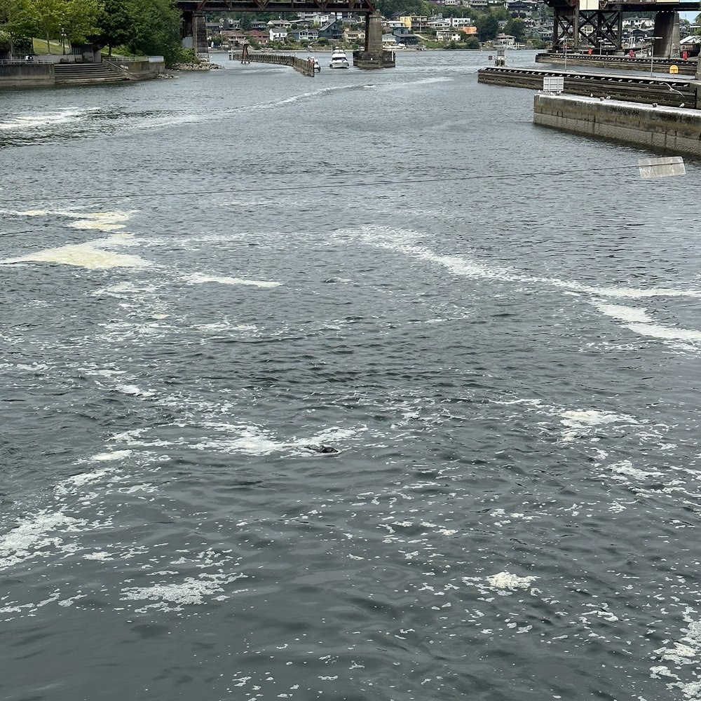 Hiram M Chittenden Locks - Spot the seal! - Landmarks & Historical Buildings Near Me - Seattle, Washington Hiram M Chittenden Locks - Spot the seal! - Landmarks & Historical Buildings Near Me - Seattle, Washington