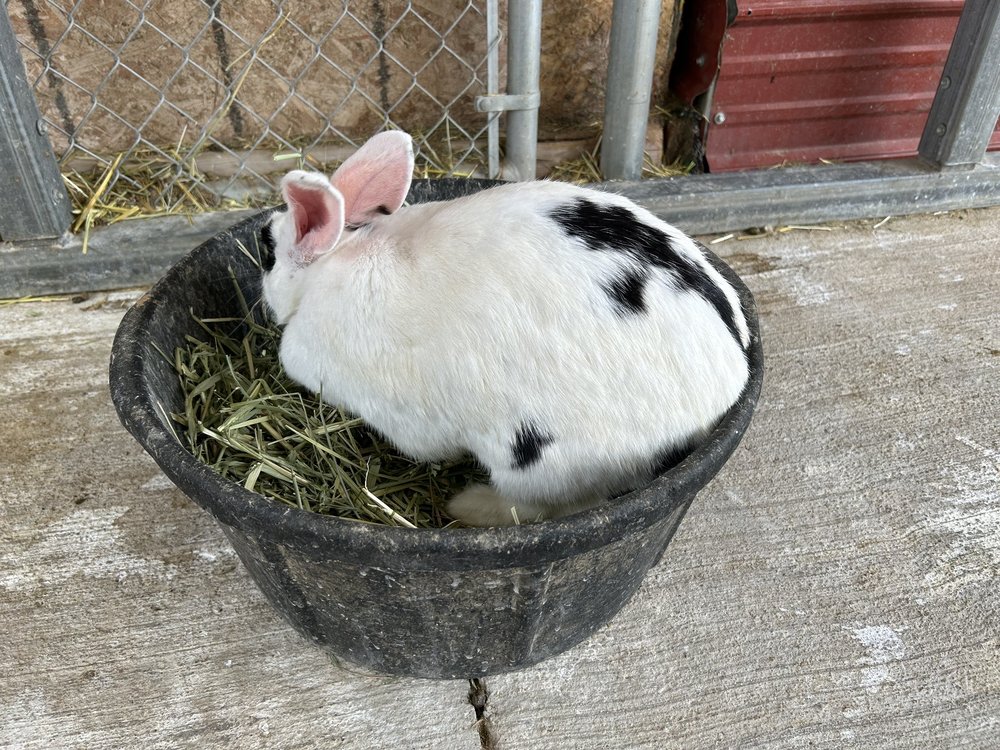 SCIPIO PETTING ZOO Updated September 2024 76 Photos & 26 Reviews