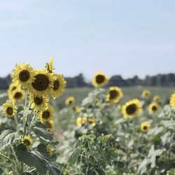 Agricenter International - More flowers
