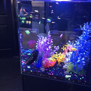 Aquatic Pets & Reptiles - The Glow Fish! - Aquarium Services Near Me - Clovis, California