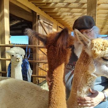 Que Sera Alpacas - Kerry and Ophelia mugging me. Very sweet critters. - Ranches Near Me - Santa Fe, New Mexico Que Sera Alpacas - Kerry and Ophelia mugging me. Very sweet critters. - Ranches Near Me - Santa Fe, New Mexico