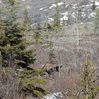 Denali National Park - Hiking Near Me - Mckinley Park, Alaska