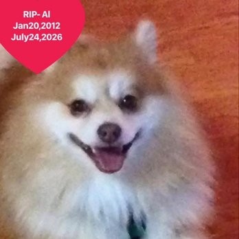 Paws and Claws - Alexander Kilgore groomed there all his life. - Pet Sitting Near Me - Jasper, Alabama Paws and Claws - Alexander Kilgore groomed there all his life. - Pet Sitting Near Me - Jasper, Alabama