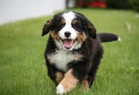 Christmas City Pets - pet boarding facility in Bethlehem, PA