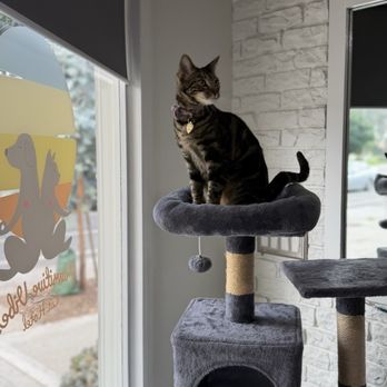 Pawsitive Vibes SB - Pet Boarding Near Me - Santa Barbara, California