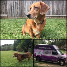 Great grooming experience.